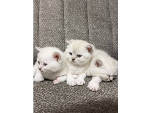 Güzeller Güzeli Yavrular Sizleri Bekliyor