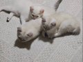 Muhteşem yavrular yeni yuvasını arıyor 