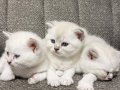 Güzeller Güzeli Yavrular Sizleri Bekliyor