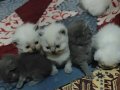 Çok sevimli sevecen aile evinde büyüttügümüz yavru kediler 