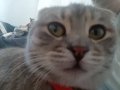 Scootish Fold Genç Kedi