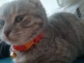 Scootish Fold Genç Kedi