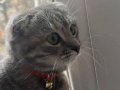 Scootish Fold Genç Kedi