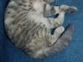 Scootish Fold Genç Kedi