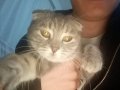 Scootish Fold Genç Kedi