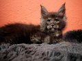 Safkan Secereli Mainecoon 