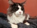 Safkan Secereli Mainecoon 
