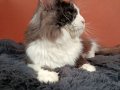 Safkan Secereli Mainecoon 