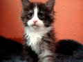 Safkan Secereli Mainecoon 