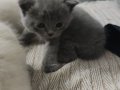 Beyaz ve gri Renk British Longhair 1 aylık