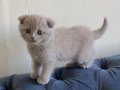 Scottish Fold Yavrular Yeni Yuvasını Arıyor 