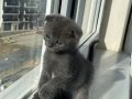 Scottish Fold Yavrular Yeni Yuvasını Arıyor 