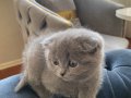 Scottish Fold Yavrular Yeni Yuvasını Arıyor 