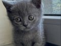 Scottish Fold Yavrular Yeni Yuvasını Arıyor 