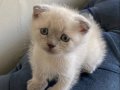 Scottish Fold Yavrular Yeni Yuvasını Arıyor 