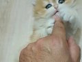 Karamelli tofucuk yeni yuvasını arıyor