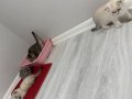 Sosyal Karakterli 2 Aylık British Shorthair Yavruları