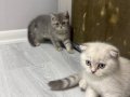 Sosyal Karakterli 2 Aylık British Shorthair Yavruları