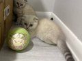 Sosyal Karakterli 2 Aylık British Shorthair Yavruları