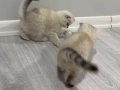 Sosyal Karakterli 2 Aylık British Shorthair Yavruları