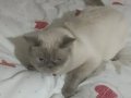 Sakin mizaçlı British Shorthair