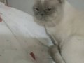 Sakin mizaçlı British Shorthair