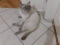 Sakin mizaçlı British Shorthair