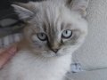 Beyaz British Shorthair Yavru