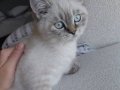 Beyaz British Shorthair Yavru