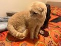Kum Rengi Melodi 3 Yaşında Dişi Scottish Fold