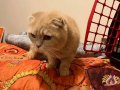 Kum Rengi Melodi 3 Yaşında Dişi Scottish Fold