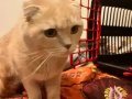 Kum Rengi Melodi 3 Yaşında Dişi Scottish Fold