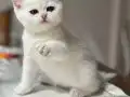Top Kafa Orijinal British Shorthair