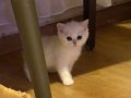 Top Kafa Orijinal British Shorthair