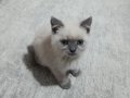 Kayseri içine 7 aylık British shorthair yavrumuz