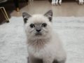 Kayseri içine 7 aylık British shorthair yavrumuz