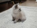 Kayseri içine 7 aylık British shorthair yavrumuz