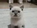 Kayseri içine 7 aylık British shorthair yavrumuz