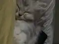 Yavru Bebeğimize Yuva Aranıyor 
