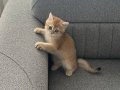 Safkan British shorthair yavru