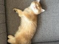 Safkan British shorthair yavru