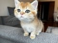Safkan British shorthair yavru