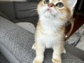 Safkan British shorthair yavru