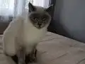 Mavi Gözlü Uysal British Shorthair