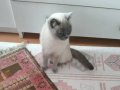 Mavi Gözlü Uysal British Shorthair