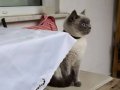 Mavi Gözlü Uysal British Shorthair