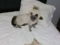 Mavi Gözlü Uysal British Shorthair