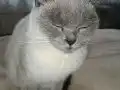 Mavi Gözlü Uysal British Shorthair