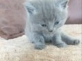 1 aylik 5 adet kardeş 