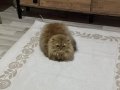 Aslan yeleli ve yavruları 